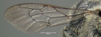 Media type: image;   Entomology 610866 Aspect: front wing